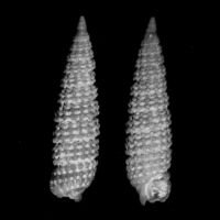 Cerithiopsis tubercularis 
